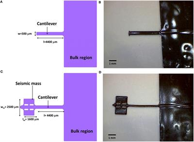 Characterization of Ferrofluid-Based Stimuli-Responsive Elastomers